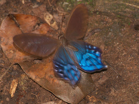 Lady Slipper From wikipedia's page on Pierella
"The species of Pierella have larger hindwings than forewings, unique among butterflies. The oval green flash on the forewing is also unique. It is caused by diffraction, the wing scales forming a diffraction grating.
Their caterpillars have been found on the host plants Heliconia and Calathea." Geotagged,Lady slipper,Pierella hyalinus,Trinidad and Tobago,Winter,blue,brown,butterfly,insect,macro,nature,spot,wildlife,wings