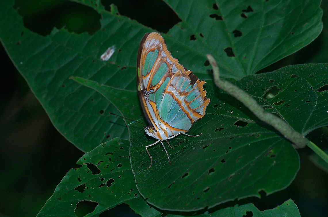 Malachite Butterfly Malachite Butterfly Geotagged,Malachite,Siproeta stelenes,Trinidad and Tobago,Winter,black,brown,butterfly,green,insect,nature,white,wildlife
