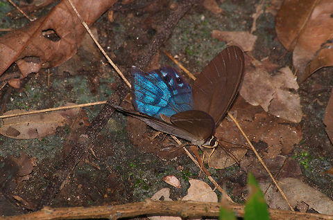 Lady Slipper From wikipedia's page on Pierella
"The species of Pierella have larger hindwings than forewings, unique among butterflies. The oval green flash on the forewing is also unique. It is caused by diffraction, the wing scales forming a diffraction grating.
Their caterpillars have been found on the host plants Heliconia and Calathea." Geotagged,Lady slipper,Pierella hyalinus,Trinidad and Tobago,Winter,blue,brown,butterfly,insect,macro,nature,spot,wildlife,wings