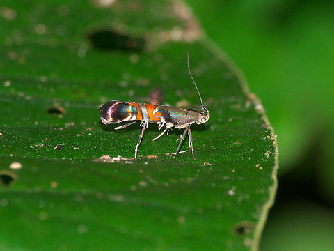 Curved-horn moth A very small (less than 1cm) and colourful moth with curved "horns". Possible member of Gelechioidea superfamily. Geotagged,Trinidad and Tobago,Winter,black,gray,horns,orange,small