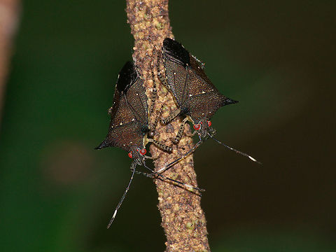 Predatory Stink Bugs A pair of stink bugs, possible members of podisus genus. Geotagged,Trinidad and Tobago,Winter,black,brown,eye,insect,legs,nature,red,speckled,spot,translucent,white,wildlife