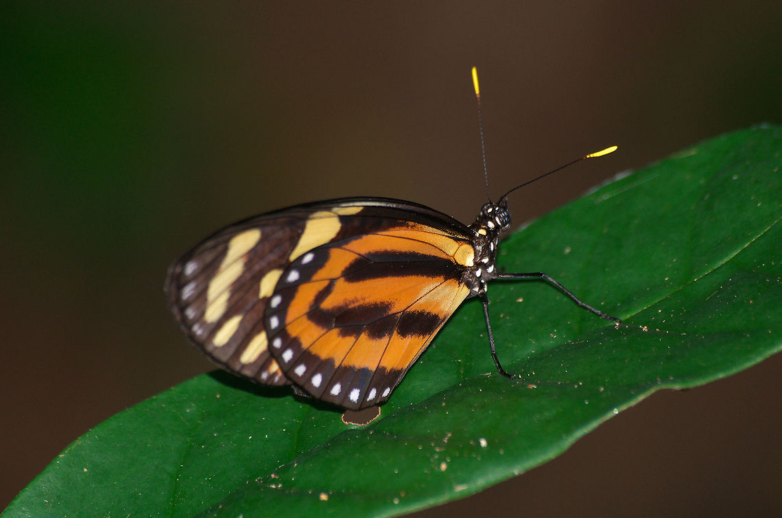 Tropical Milkweed Butterfly or Tiger-mimic Queen It constantly surprises me how many different butterfly species use this orange and black pattern. Geotagged,Lycorea halia,Trinidad and Tobago,Tropical Milkweed Butterfly,Winter,black,butterfly,insect,nature,orange,stripe,wildlife,yellow
