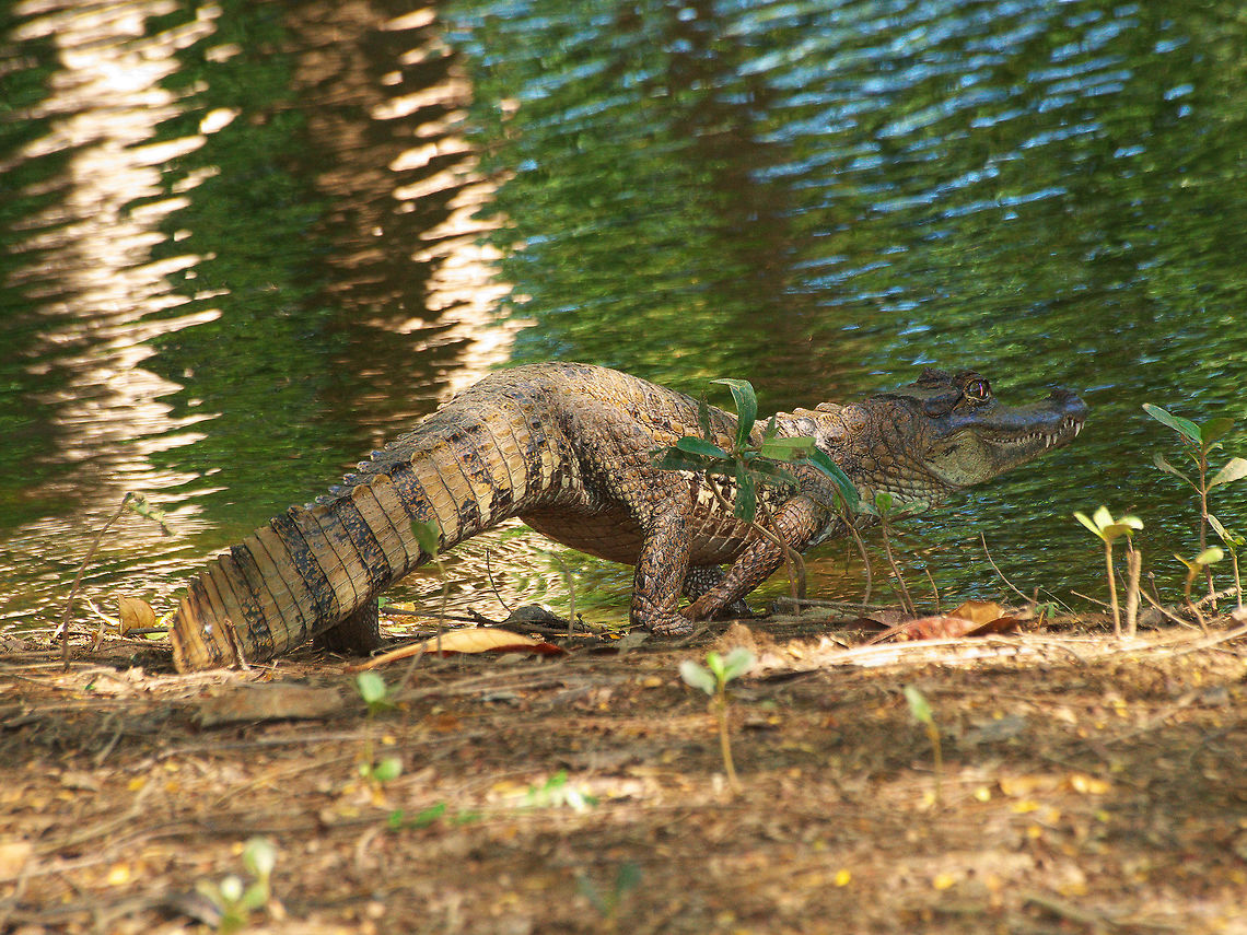 Spectacled Caiman  Caiman crocodilus,Geotagged,Spectacled caiman,Trinidad and Tobago,Winter,black,grey