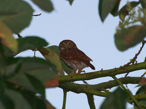 Ferruginous pygmy owl Ferruginous pygmy owl Ferruginous Pygmy Owl,Geotagged,Glaucidium brasilianum,Trinidad and Tobago,Winter,bird,brown,nature,owl,white,wildlife,yellow