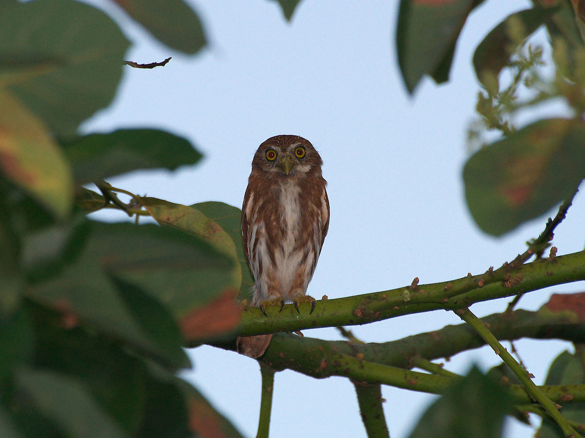 Ferruginous pygmy owl Often heard at night but rarely seen, I was alerted to the early morning presence of this individual because it was being swarmed by a group of doves, bananaquits and thrushes.  Ferruginous Pygmy Owl,Geotagged,Glaucidium brasilianum,Trinidad and Tobago,Winter,bird,brown,nature,owl,white,wildlife,yellow