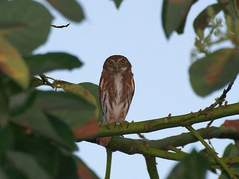 Ferruginous pygmy owl Often heard at night but rarely seen, I was alerted to the early morning presence of this individual because it was being swarmed by a group of doves, bananaquits and thrushes.  Ferruginous Pygmy Owl,Geotagged,Glaucidium brasilianum,Trinidad and Tobago,Winter,bird,brown,nature,owl,white,wildlife,yellow