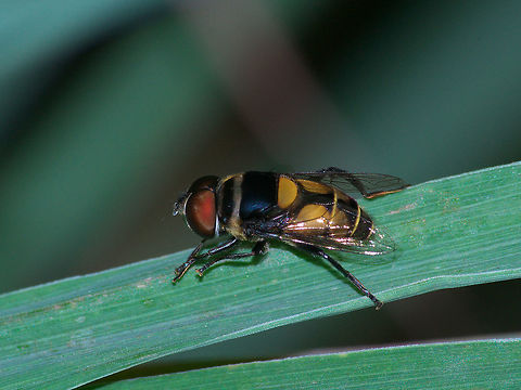 Flower Fly  Flower Fly,Geotagged,Trinidad and Tobago,Winter,black,fly,hairy,insect,macro,nature,stripe,wildlife,yellow