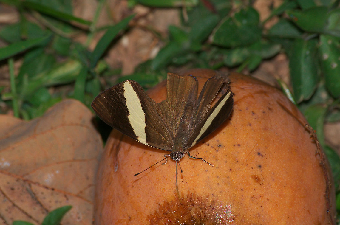 Dirce Beauty With the bearing of the fruit trees the butterflies have started returning. Was lucky to get an open wing shot of this dirce beauty while feeding on mango. Note that the hind wings are damaged. Colobura dirce,Dirce Beauty,Geotagged,Trinidad and Tobago,Winter,black,brown,butterfly,cream,insect,macro,nature,stripe,wildlife