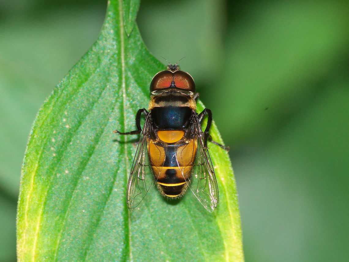 Flower Fly  Flower Fly,Geotagged,Trinidad and Tobago,Winter,black,fly,hairy,insect,macro,nature,stripe,wildlife,yellow