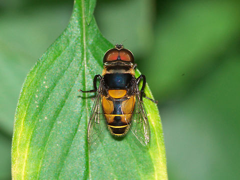 Flower Fly  Flower Fly,Geotagged,Trinidad and Tobago,Winter,black,fly,hairy,insect,macro,nature,stripe,wildlife,yellow