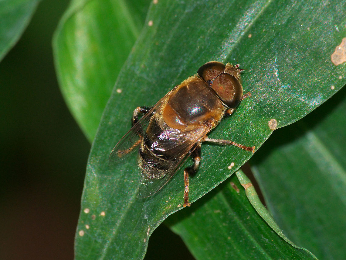Hover Fly  Geotagged,Palpada mexicana,Trinidad and Tobago,Winter,black,fly,hairy,insect,macro,nature,stripe,wildlife,yellow