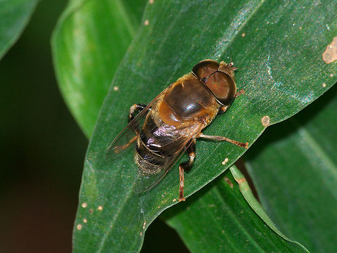 Hover Fly  Geotagged,Palpada mexicana,Trinidad and Tobago,Winter,black,fly,hairy,insect,macro,nature,stripe,wildlife,yellow