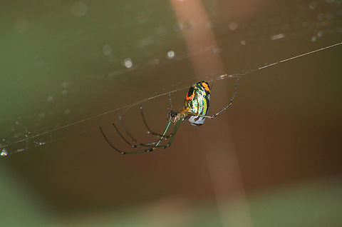 Orchard Spider  Geotagged,Leucauge venusta,Orchard spider,Trinidad and Tobago,Winter,black,green,macro,nature,orange,spider,white,wildlife,yellow