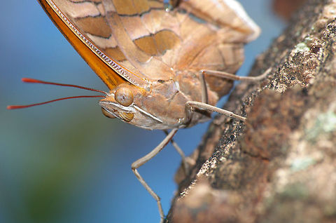 Stinky Leafwing Another butterfly attracted by (rotting) fruit. The oddly named Stinky Leafwing. Geotagged,Historis odius,Stinky Leafwing,Trinidad and Tobago,Winter,black,blue,brown,butterfly,insect,large,nature,orange,wildlife