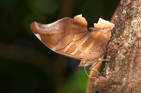 Stinky Leafwing  Geotagged,Historis odius,Stinky Leafwing,Trinidad and Tobago,Winter,black,blue,brown,butterfly,insect,large,nature,orange,wildlife