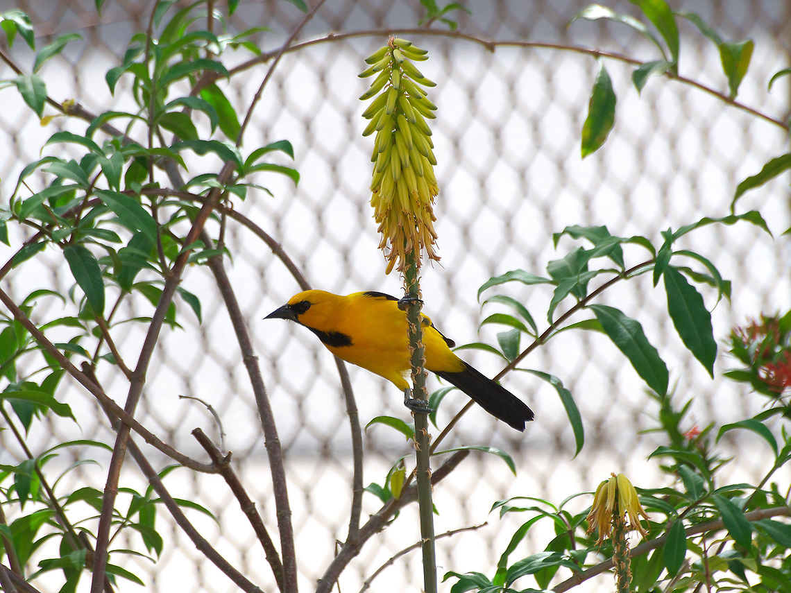 Yellow Oriole Yellow Oriole on the flowering stem of an aloe vera plant. Geotagged,Icterus nigrogularis,Trinidad and Tobago,Winter,Yellow Oriole,bird,black,flower,nature,orange,wildlife,yellow