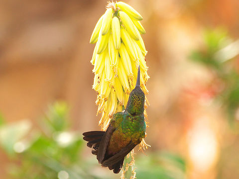 Copper-rumped Hummingbird Copper-rumped Hummingbird and aloe vera flowers. Amazilia tobaci,Copper-rumped hummingbird,Geotagged,Trinidad and Tobago,Winter,bird,black,brown,feeding,flower,green,nature,shiny,wildlife,yellow