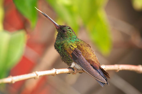Copper-rumped Hummingbird  Amazilia tobaci,Copper-rumped hummingbird,Geotagged,Trinidad and Tobago,Winter,bird,black,brown,green,nature,shiny,wildlife
