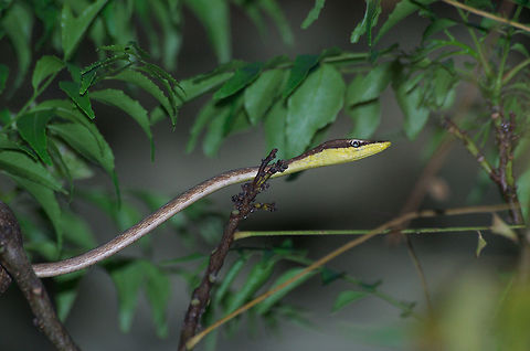 Brown Vine Snake  Geotagged,Oxybelis aeneus,Trinidad and Tobago,Winter,brown,nature,reptile,wildlife,yellow