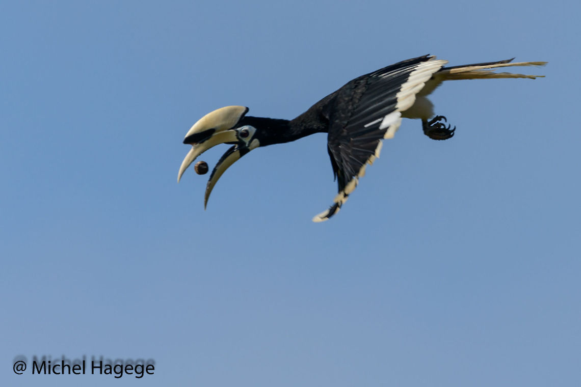 Oriental Pied Hornbill (Anthracoceros albirostris)  Anthracoceros albirostris,Asia,Aves,Birds,Borneo,Bucérotidés,Bucérotiformes,Calao pie,Oriental Pied Hornbill,oiseaux