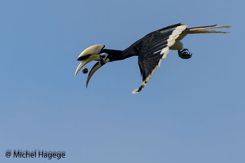 Oriental Pied Hornbill