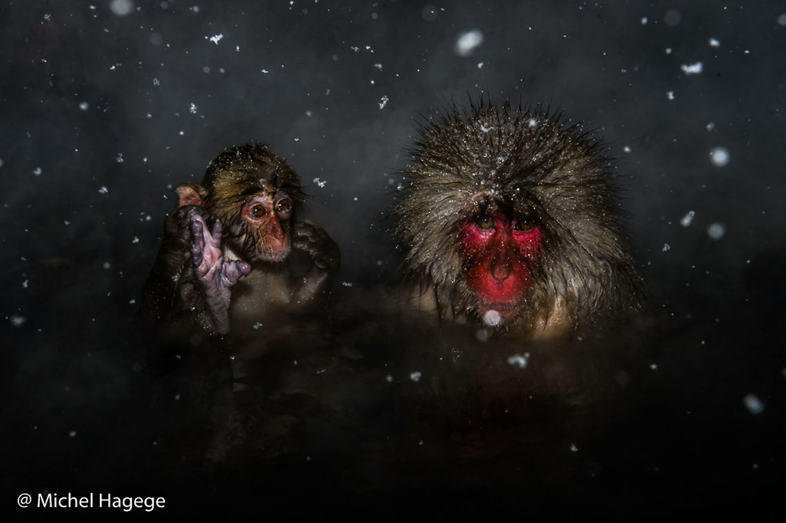 Japanese macaque (Macaca fuscata)  Cercopithecidae,Geotagged,Japan,Japanese macaque,Jigokudani,Macaca fuscata,Mammals,Nagano,Onsen,Snow Monkey