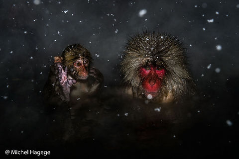 Japanese macaque (Macaca fuscata)  Cercopithecidae,Geotagged,Japan,Japanese macaque,Jigokudani,Macaca fuscata,Mammals,Nagano,Onsen,Snow Monkey