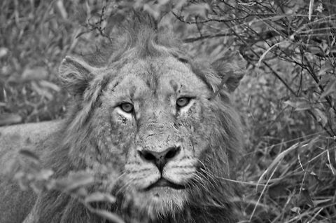Lion of the Kruger Park  Kruger,Lion,Panthera leo,Safari,South Africa