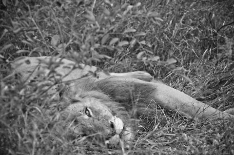Resting Lion  Geotagged,Lion,Panthera leo,South Africa,big cat,safari