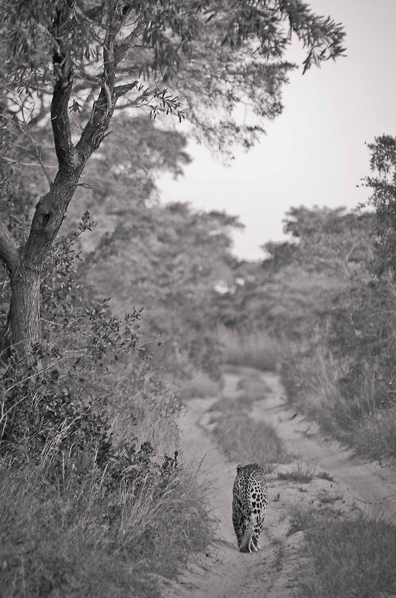 The long walk home Having failed to hunt successfully, a hungry cheetah follows the path home for the evening Acinonyx jubatus,Big Cats,Cheetah,Geotagged,Kruger,Safari,South Africa