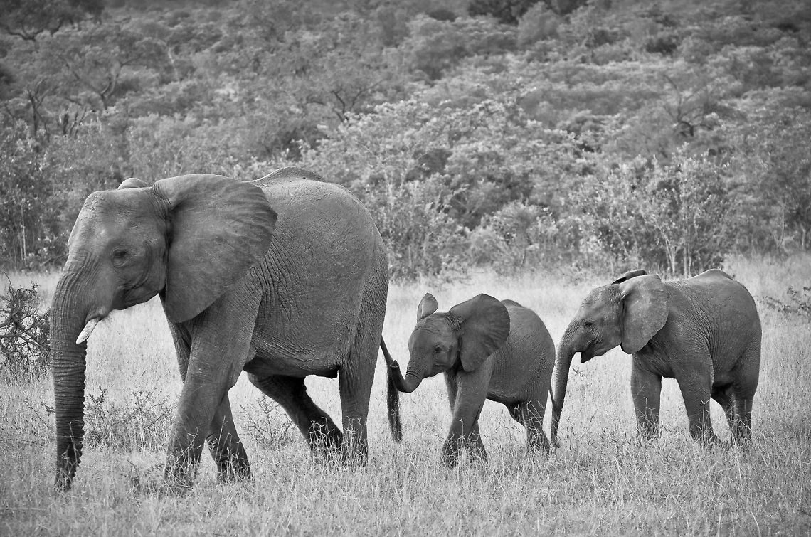 Kruger Elephant family  African bush elephant,Geotagged,Kruger,Loxodonta africana,South Africa,family