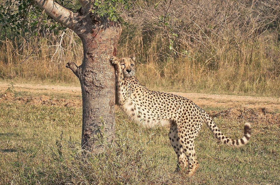 Stretching Cheetah A young cheetah warms up his muscles on his favourite tree before hunting impala for breakfast Acinonyx jubatus,Cheetah,Geotagged,Hunt,Impala,Kruger,Safari,South Africa
