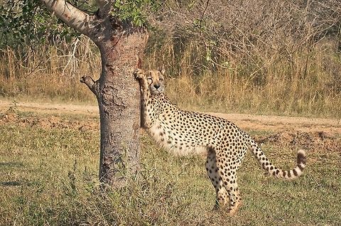 Stretching Cheetah A young cheetah warms up his muscles on his favourite tree before hunting impala for breakfast Acinonyx jubatus,Cheetah,Geotagged,Hunt,Impala,Kruger,Safari,South Africa