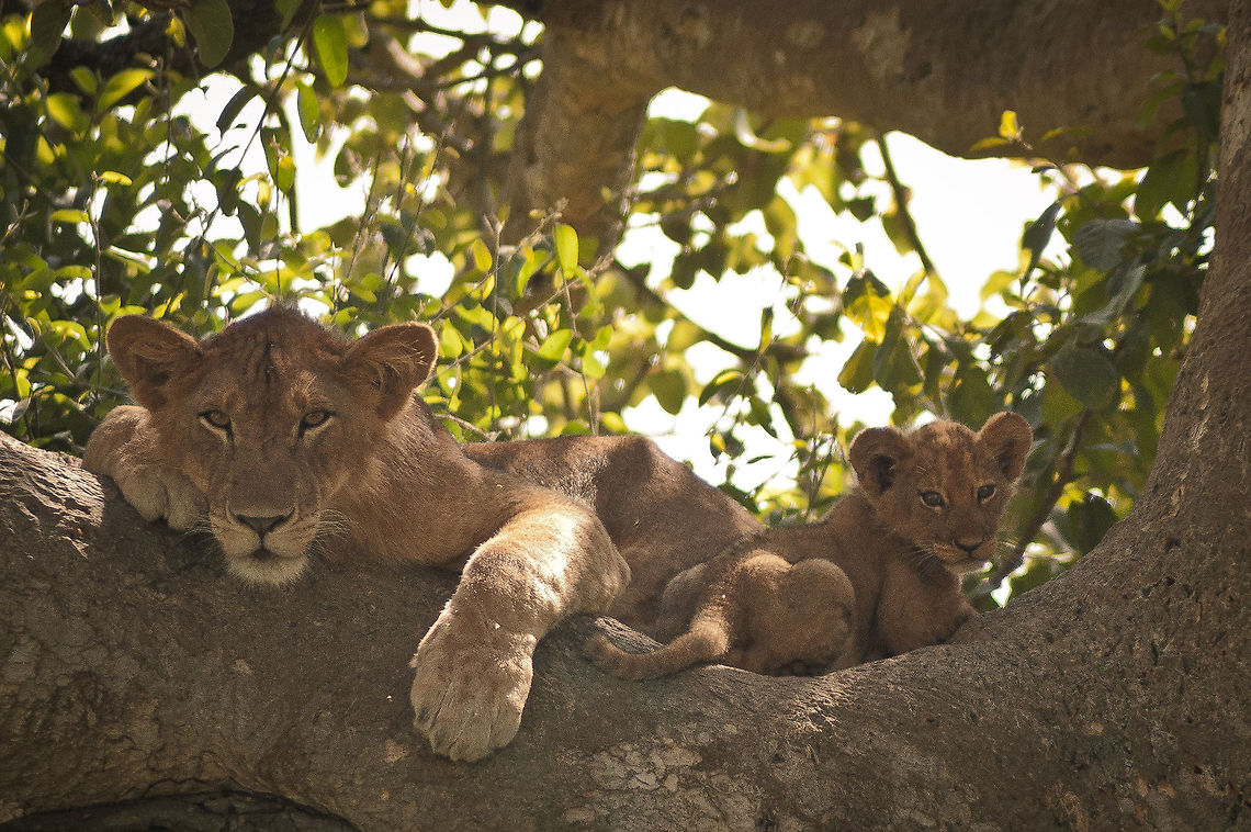 Tree-climbing lions of Uganda The only tree-climbing lions in the world live in Queen Elizabeth National Park, Uganda. No one knows exactly why they live in trees but it may be to escape the tse tse flies or the ground level heat. Either way, they looked fairly happy up there. Africa,Geotagged,Lion,Panthera leo,Uganda,climb,cub,national park,tree