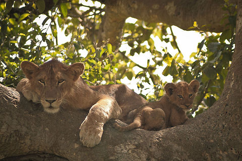 Tree-climbing lions of Uganda The only tree-climbing lions in the world live in Queen Elizabeth National Park, Uganda. No one knows exactly why they live in trees but it may be to escape the tse tse flies or the ground level heat. Either way, they looked fairly happy up there. Africa,Geotagged,Lion,Panthera leo,Uganda,climb,cub,national park,tree