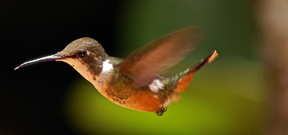 Monteverde Hummingbird One of dozens of species of Hummingbirds living in Monteverde Cloud Forest, Costa Rica Chlorostilbon assimilis,Costa Rica,Garden Emerald,Geotagged,hummingbird,monteverde