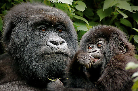 Mother and baby A family of endangered Ugandan Gorillas Africa,Geotagged,Gorilla beringei beringei,Mountain gorilla,Uganda,uganda