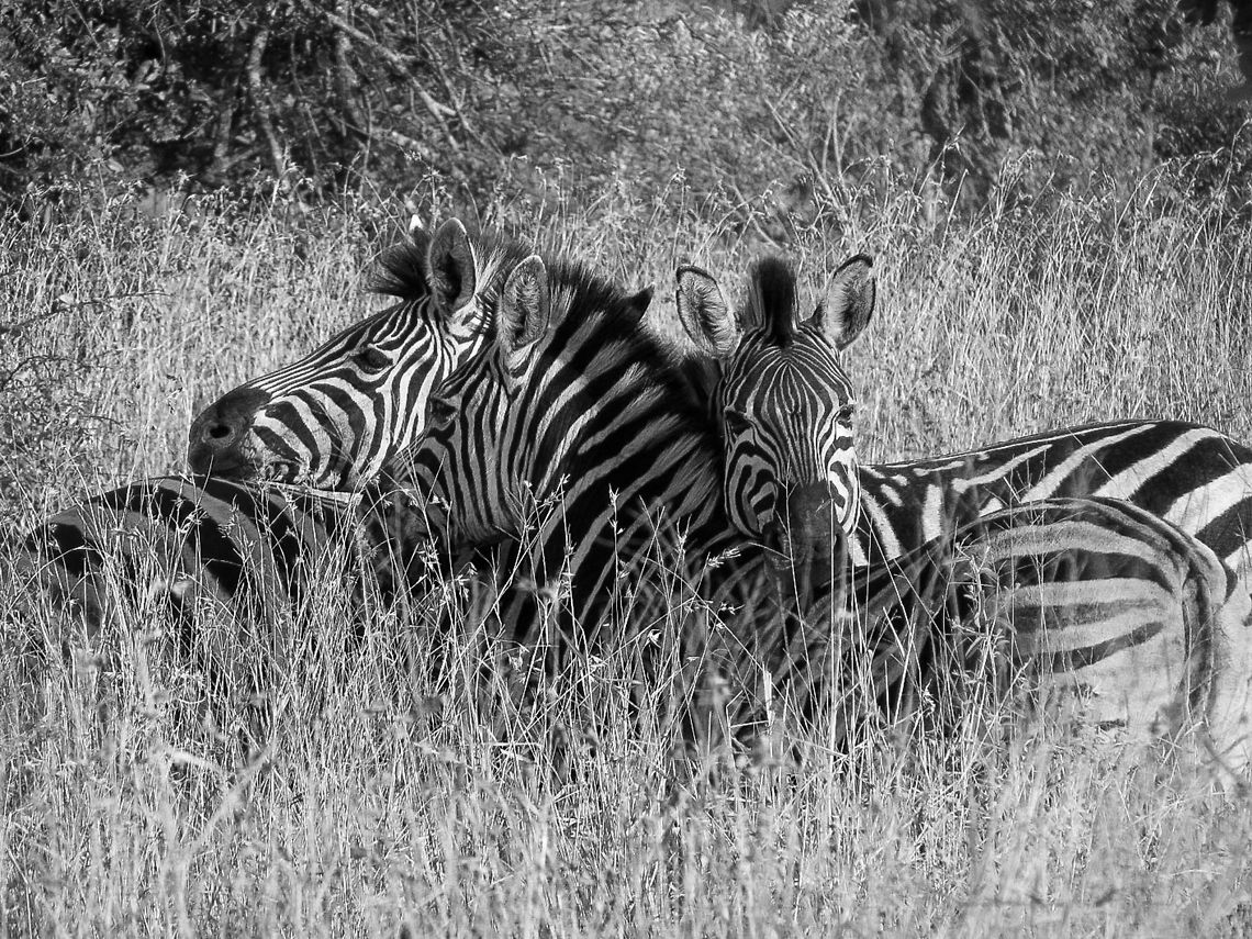 20130514-zebra  Equus quagga,Geotagged,Plains zebra,South Africa