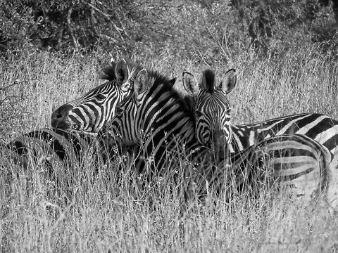 20130514-zebra  Equus quagga,Geotagged,Plains zebra,South Africa
