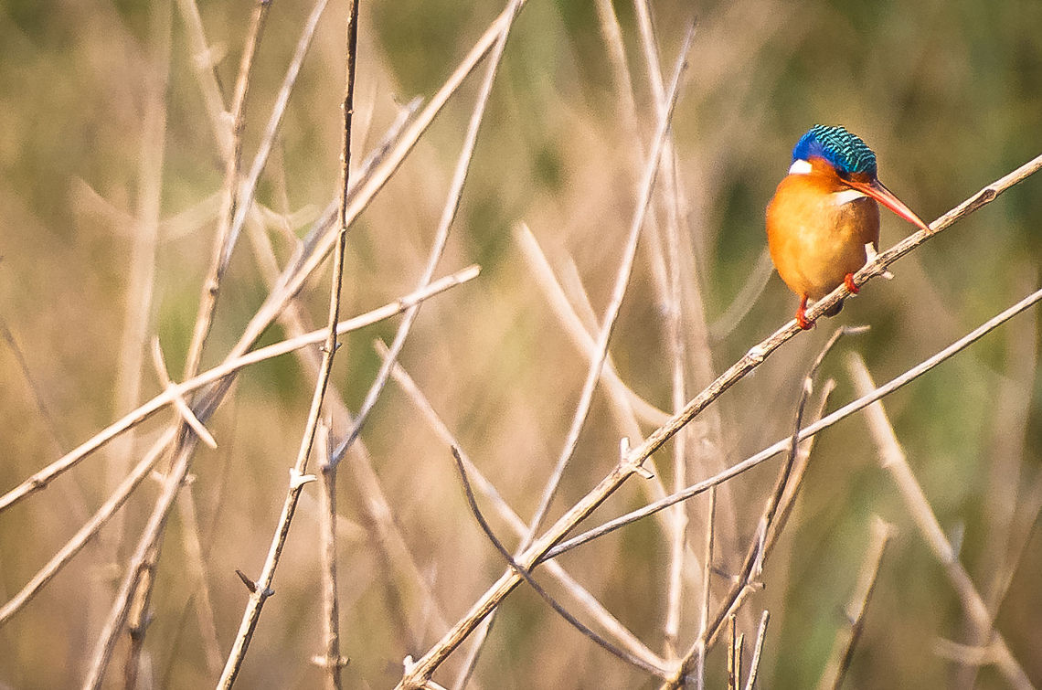 Watching for breakfast  African Pygmy Kingfisher,Alcedo atthis,Common Kingfisher,Geotagged,Ispidina picts,Kruger,South Africa