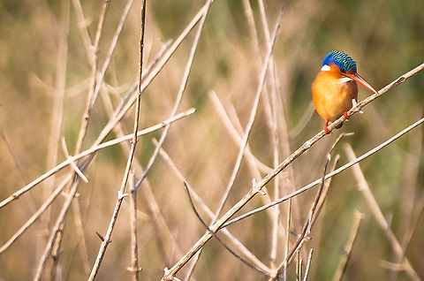 Watching for breakfast  African Pygmy Kingfisher,Alcedo atthis,Common Kingfisher,Geotagged,Ispidina picts,Kruger,South Africa