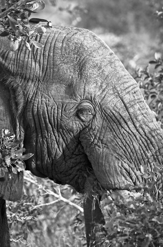 African Bush Elephant  African bush elephant,Geotagged,Kruger,Loxodonta africana,South Africa