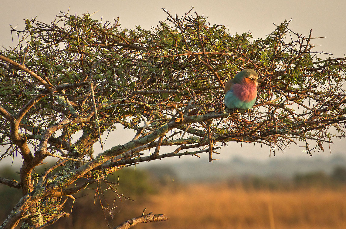 Early morning Lilac Breasted Roller  Coracias caudatus,Geotagged,Kruger,Lilac-breasted Roller,South Africa