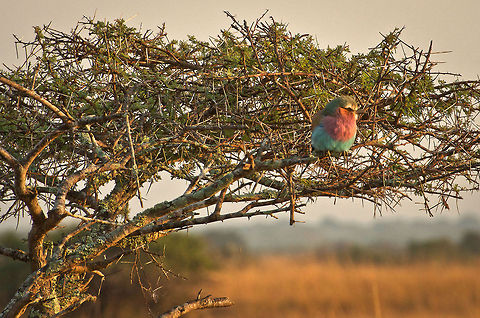 Early morning Lilac Breasted Roller  Coracias caudatus,Geotagged,Kruger,Lilac-breasted Roller,South Africa