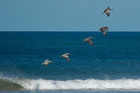 Costa Rican Pelicans  Brown Pelican,Costa Rica,Geotagged,Pelecanus occidentalis