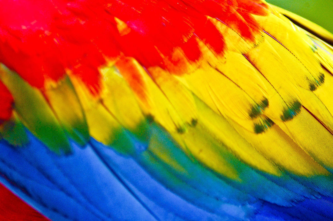 Close up Parrot wing  Ara macao,Costa Rica,Geotagged,Scarlet Macaw,parrot,wings
