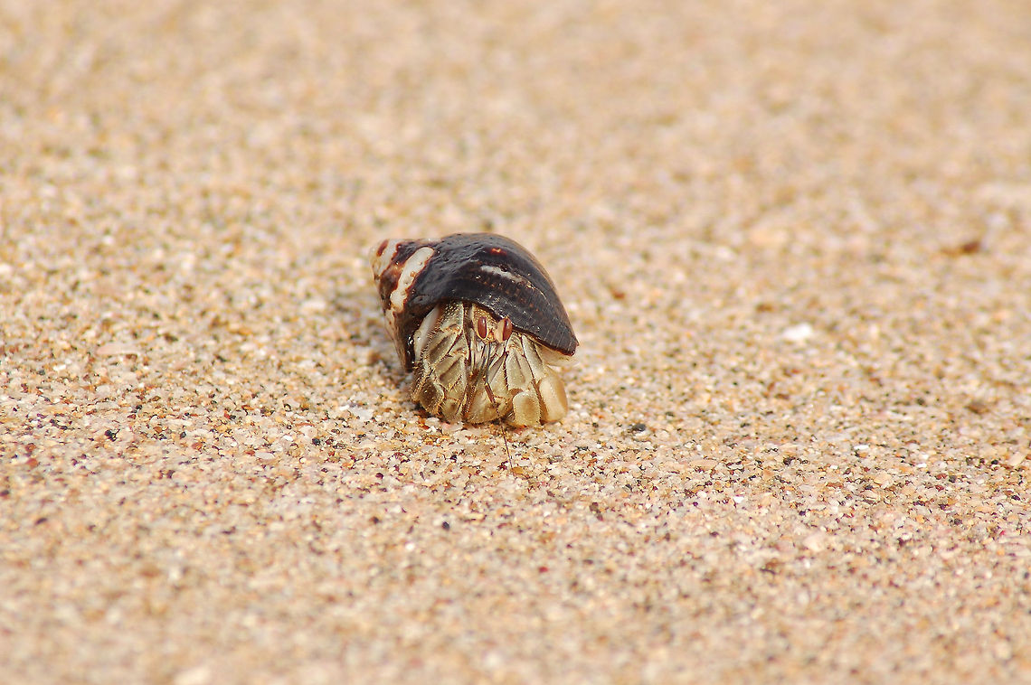 Costa Rican Hermit Crab  Caribbean hermit crab,Coenobita clypeatus,Costa Rica,Geotagged