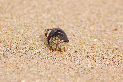 Costa Rican Hermit Crab  Caribbean hermit crab,Coenobita clypeatus,Costa Rica,Geotagged