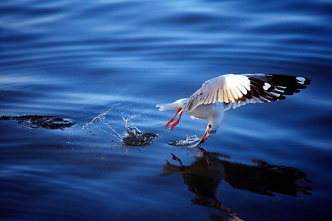 Hunt by Flying One of my best capture of Gull's action Brown-headed gull,Chroicocephalus brunnicephalus,Earth,Gull,Ocean life,Thailand