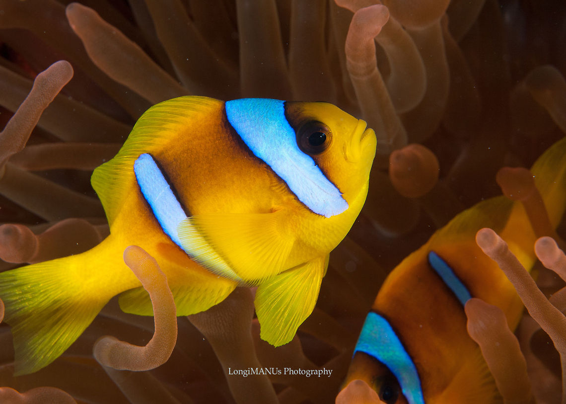 clown_fish Red Sea - SUDAN Amphiprion bicinctus,Dive,Geotagged,Red Sea clownfish,Sudan,red sea,underwater